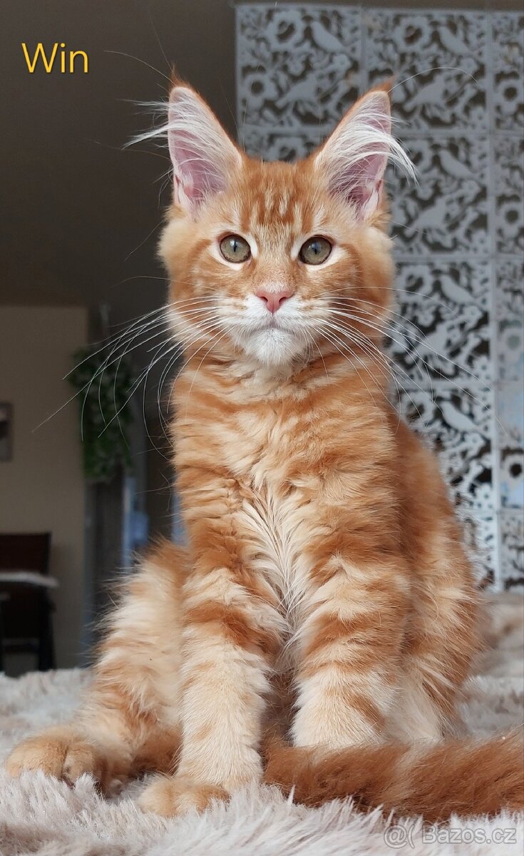 Mainská mývalí koťátka s PP - 2