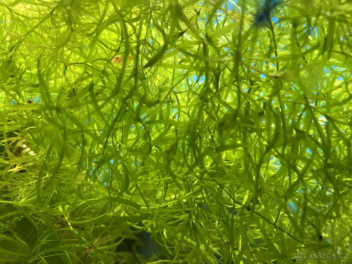 Řečanka Guadeloupe - 2