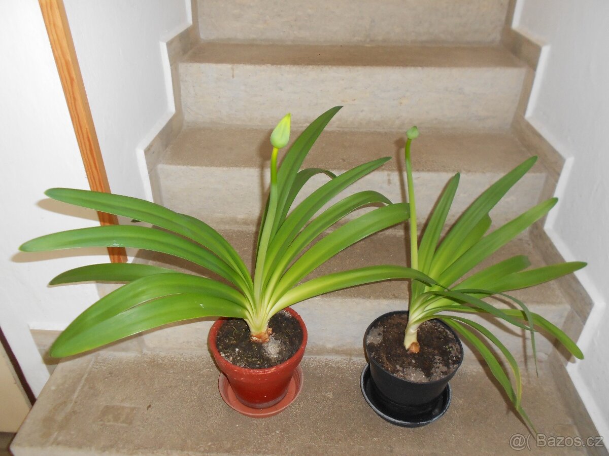 Modrý kalokvět. - 2