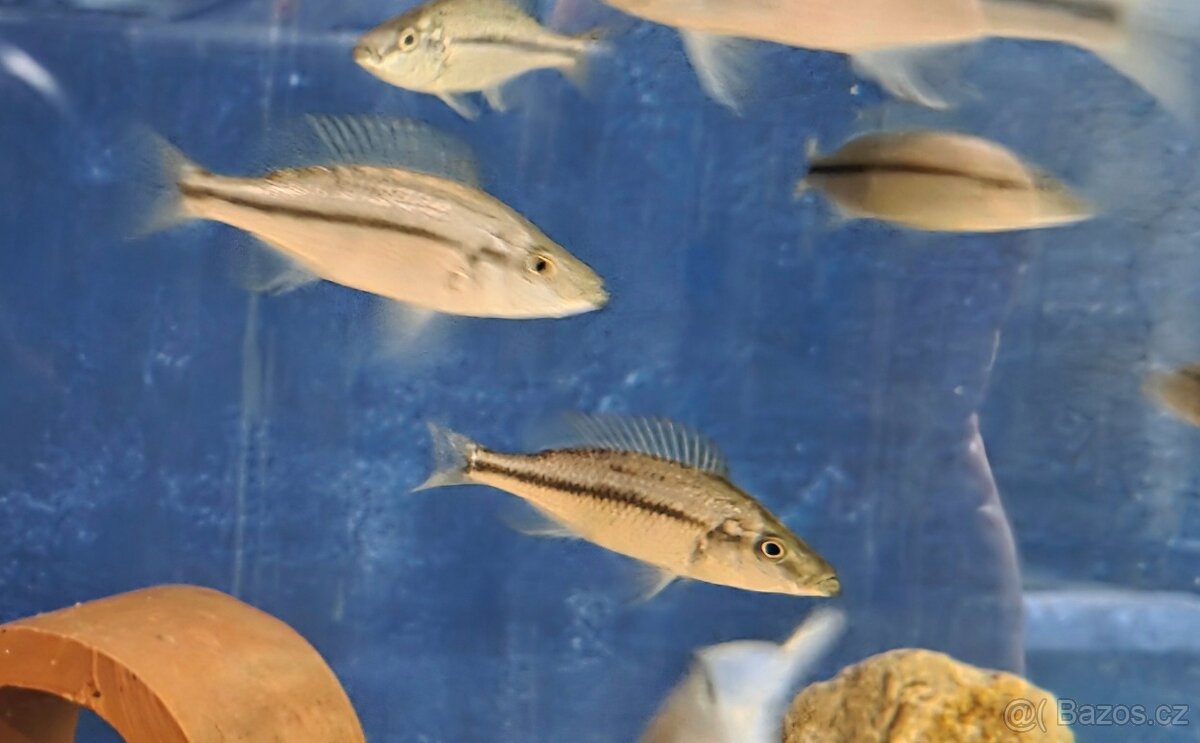 Dimidiochromis compressiceps - 2