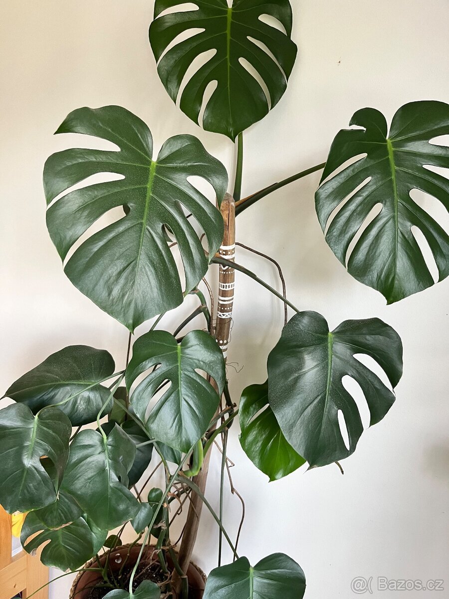 Monstera - 2