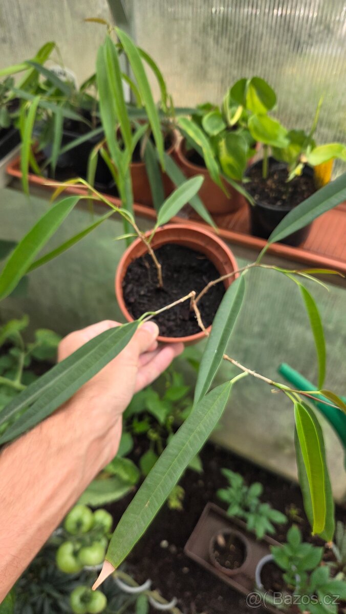 ficus binnendijkii - 2