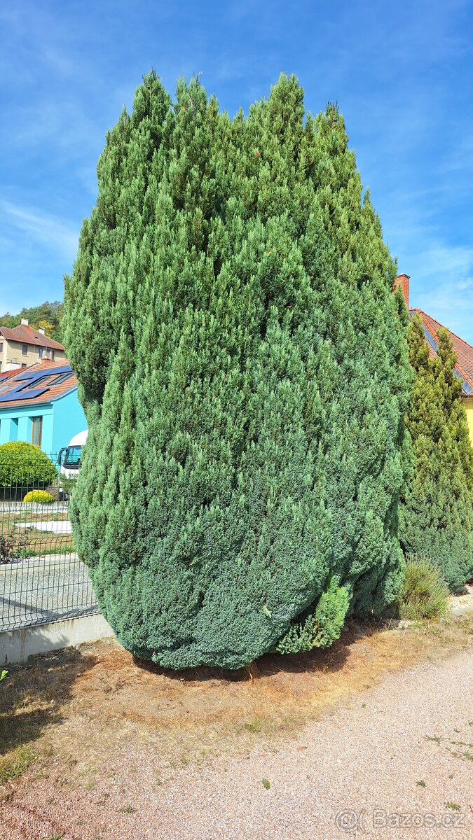 Thuje - modrá - 2