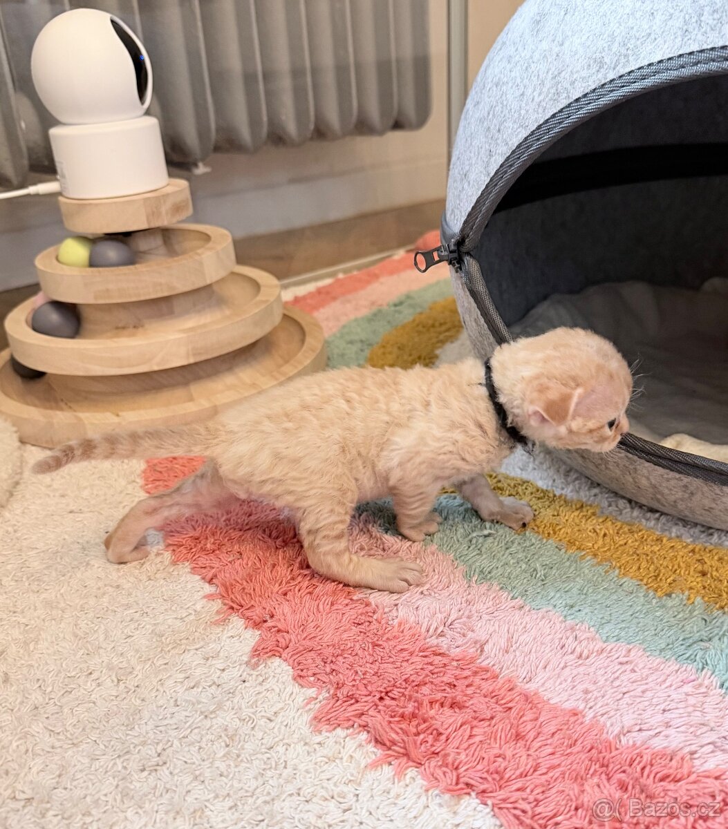 Devon rex - Kocourek jménem Alfi - 2