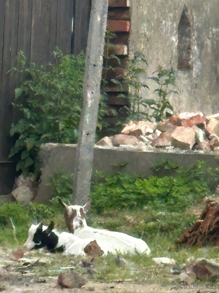 holandská zakrslá koza - 2