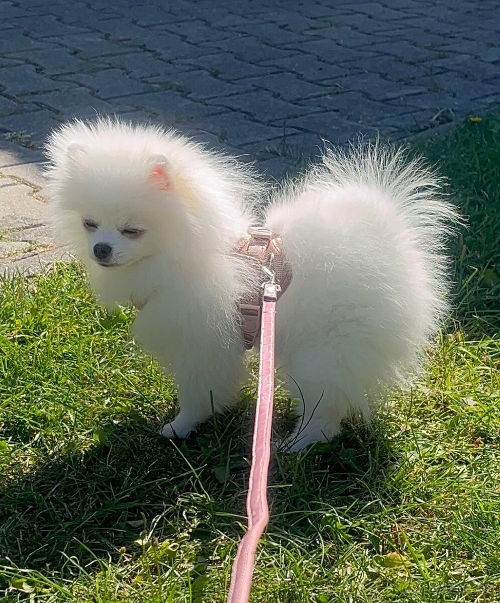 Pomeranian - 2