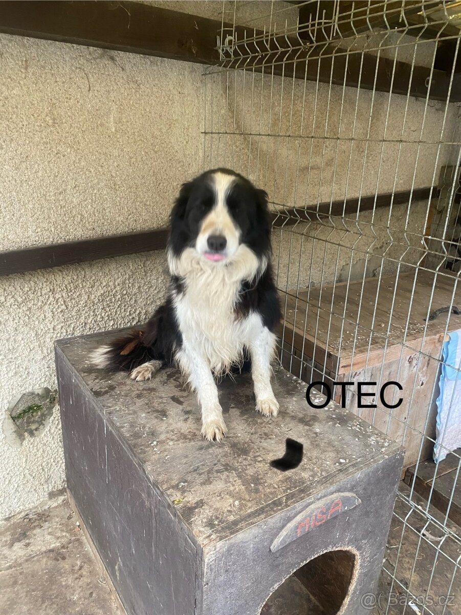 Štěňátka Border Kolie - 2