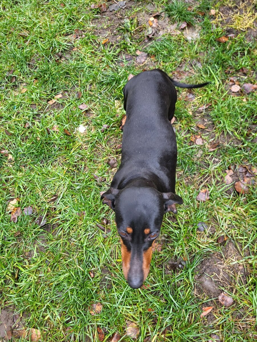 Jezevčík standard hladkosrstý fena - 2