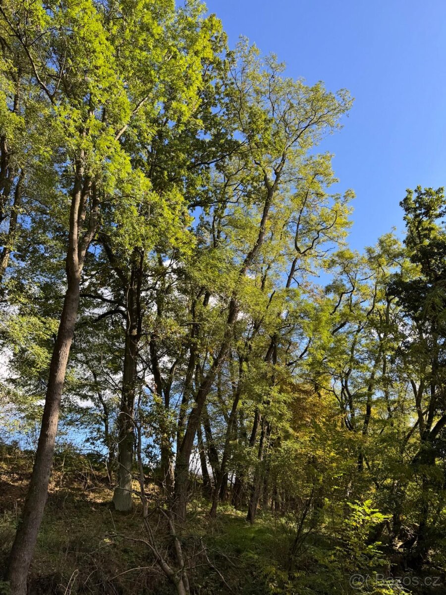 Prodej lesního pozemku v k.ú. Chorušice - 2