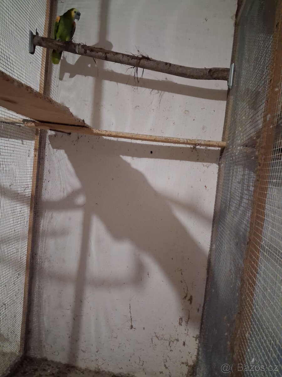 Amazoňan modročely - 2