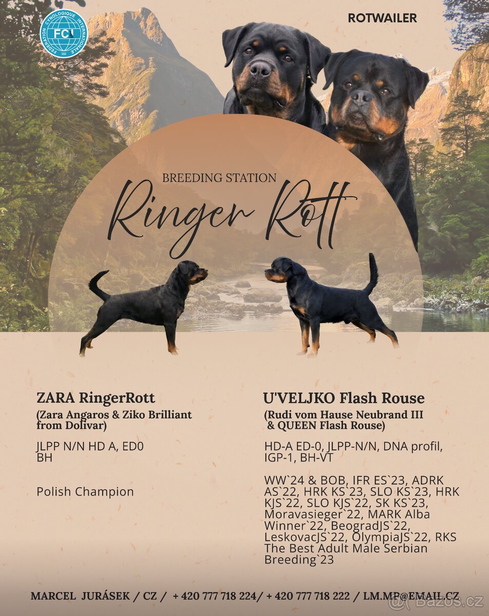 Štěňata Rottweilera s PP (Rotvajler, RTW) od ledna k odběru - 2