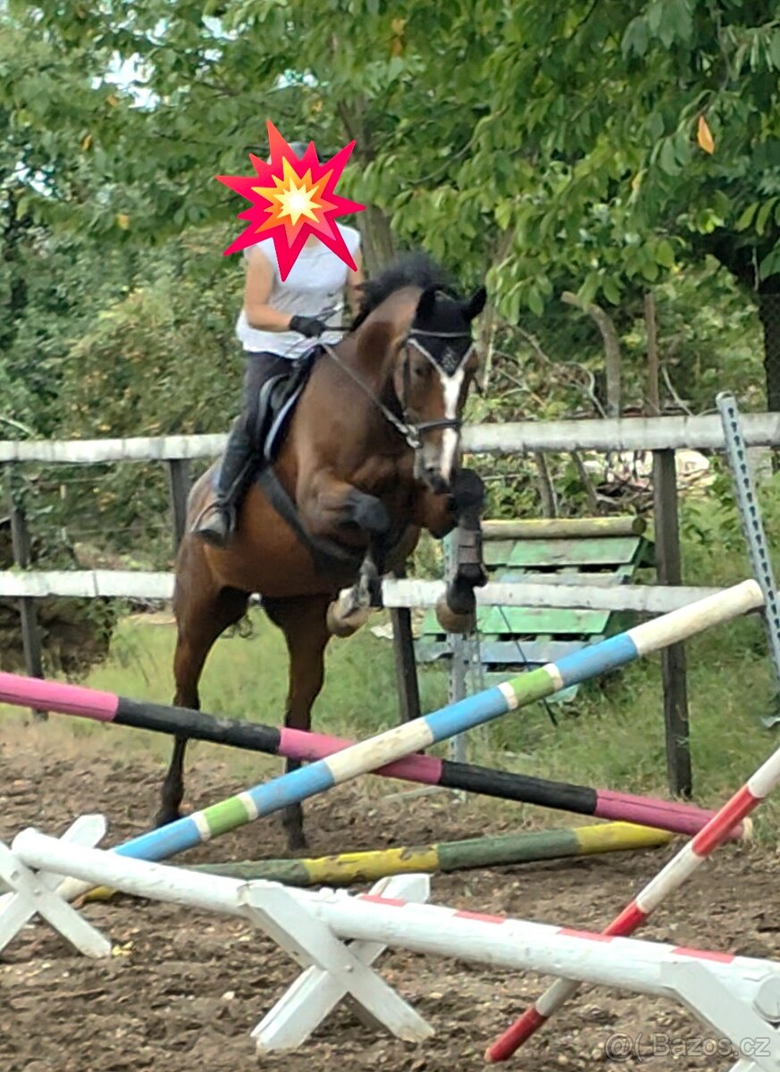 Trakénská klisna do sportu - 2