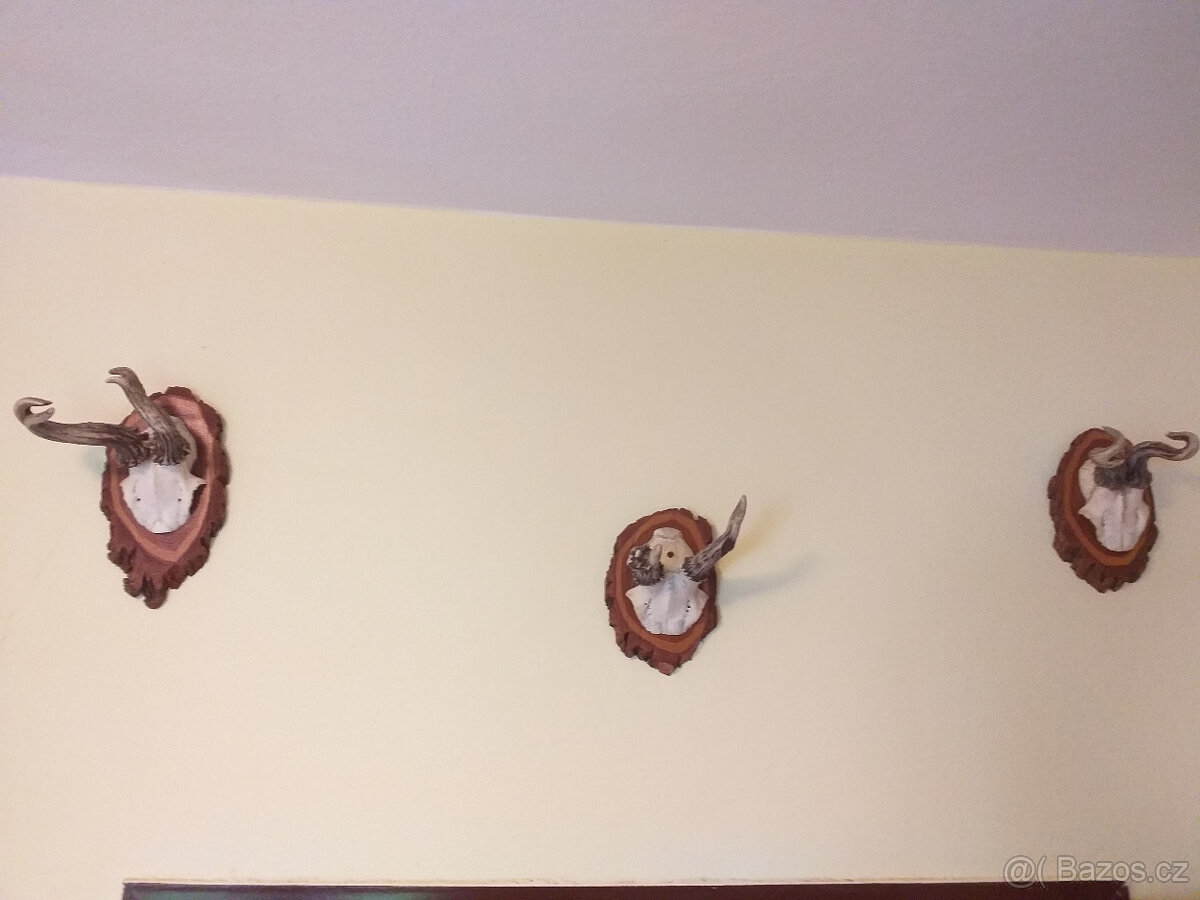 Myslivecké trofeje - 2