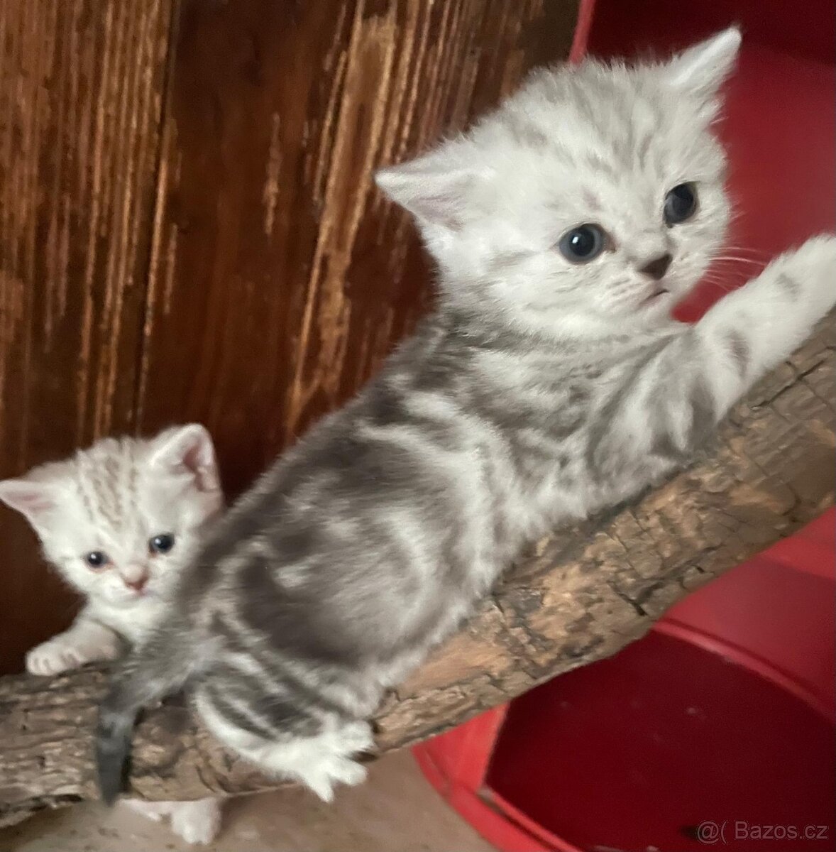 Britská koťata - 2