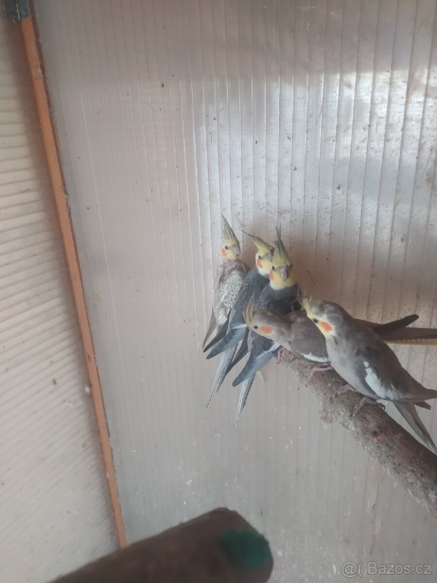 Korela chocholatá - 2