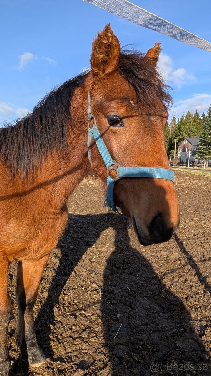 Pony - 2