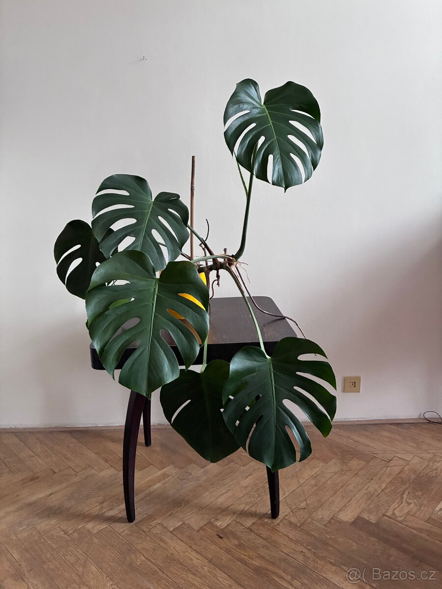 Střední monstera 10 - 2