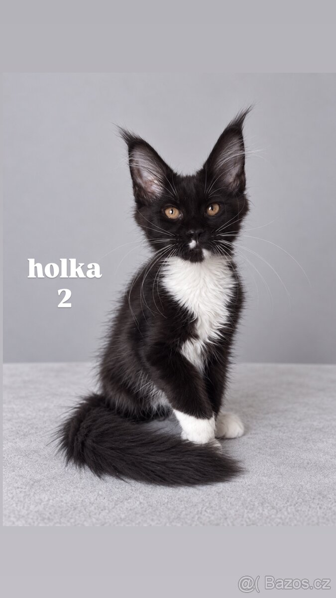 Mainská mývalí holčičky s PP - 2