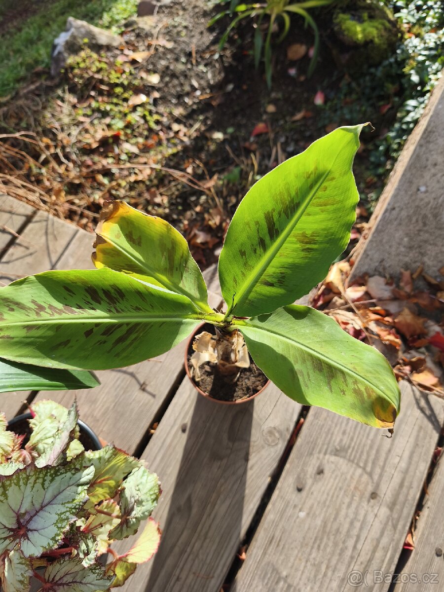 Pokojové rostliny + zdarma Aloe Vera - 2