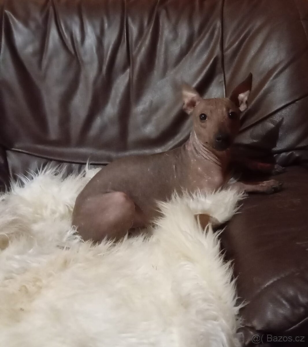 Americký bezsrstý teriér s PP. - 2