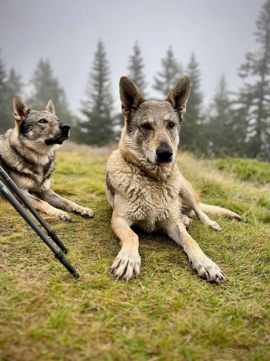 Československý vlčák štěňata - 2