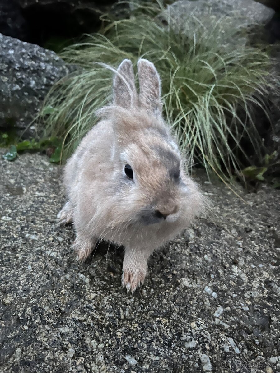 Zakrslý králík - Teddy 🐇 holčička ❤️ - 2