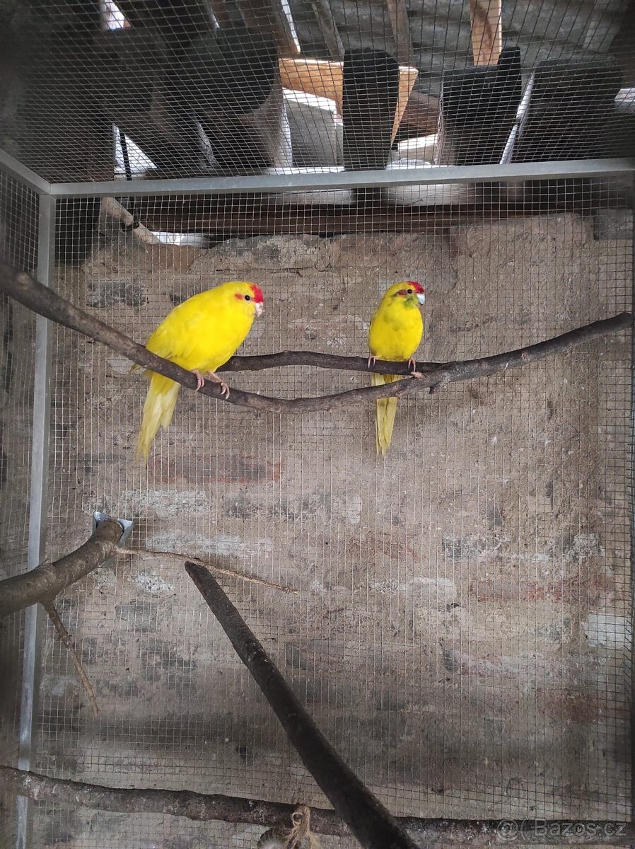 Kakariki Rudočely pár - 2