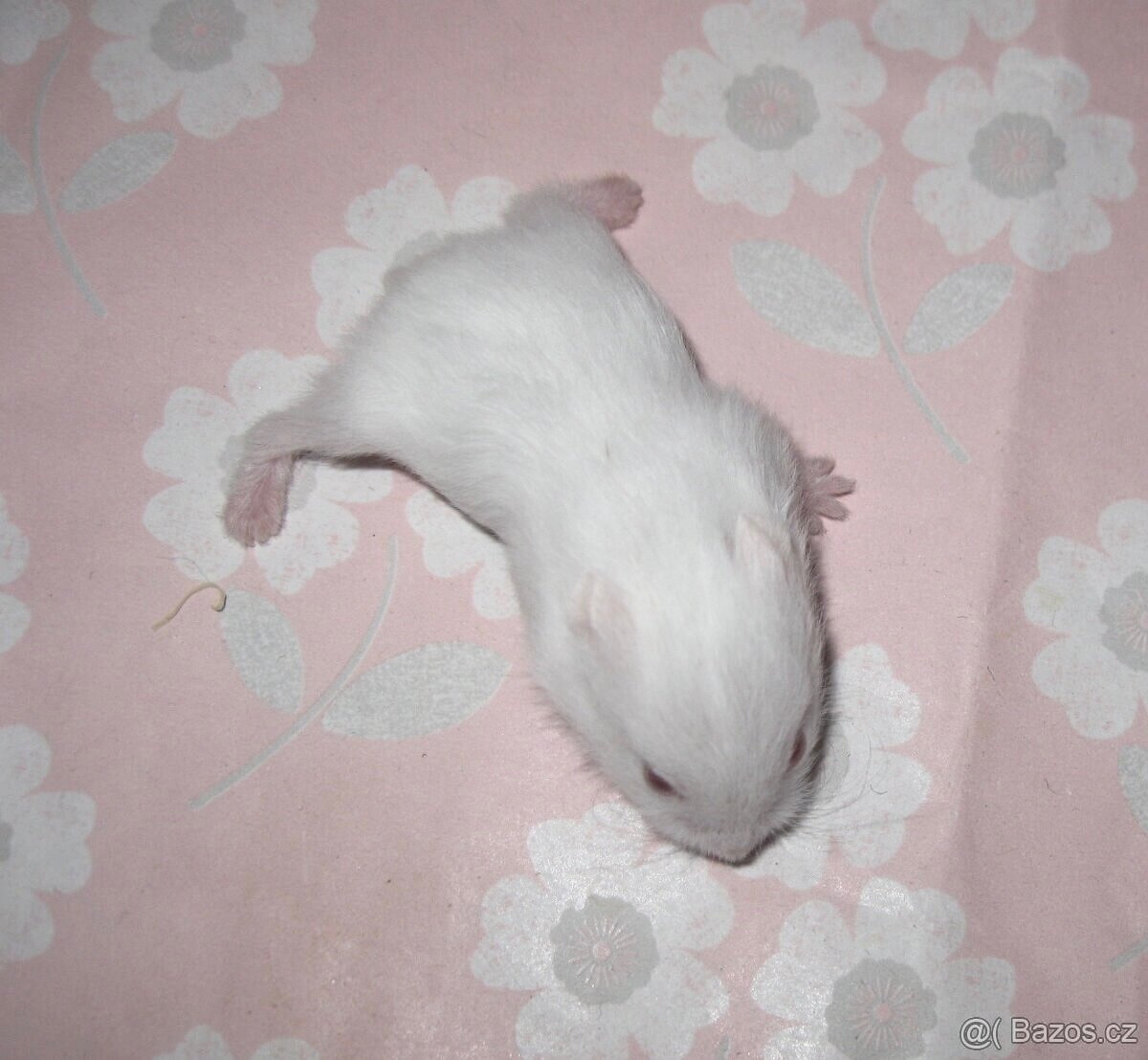 Křeček campbell s PP (modrý) - Brno, Breclav - 2