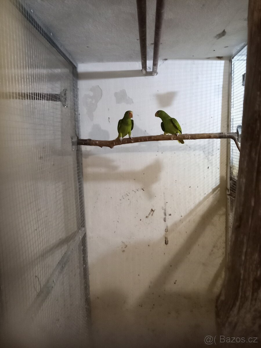 Prodám amazoňan běločelý - 2