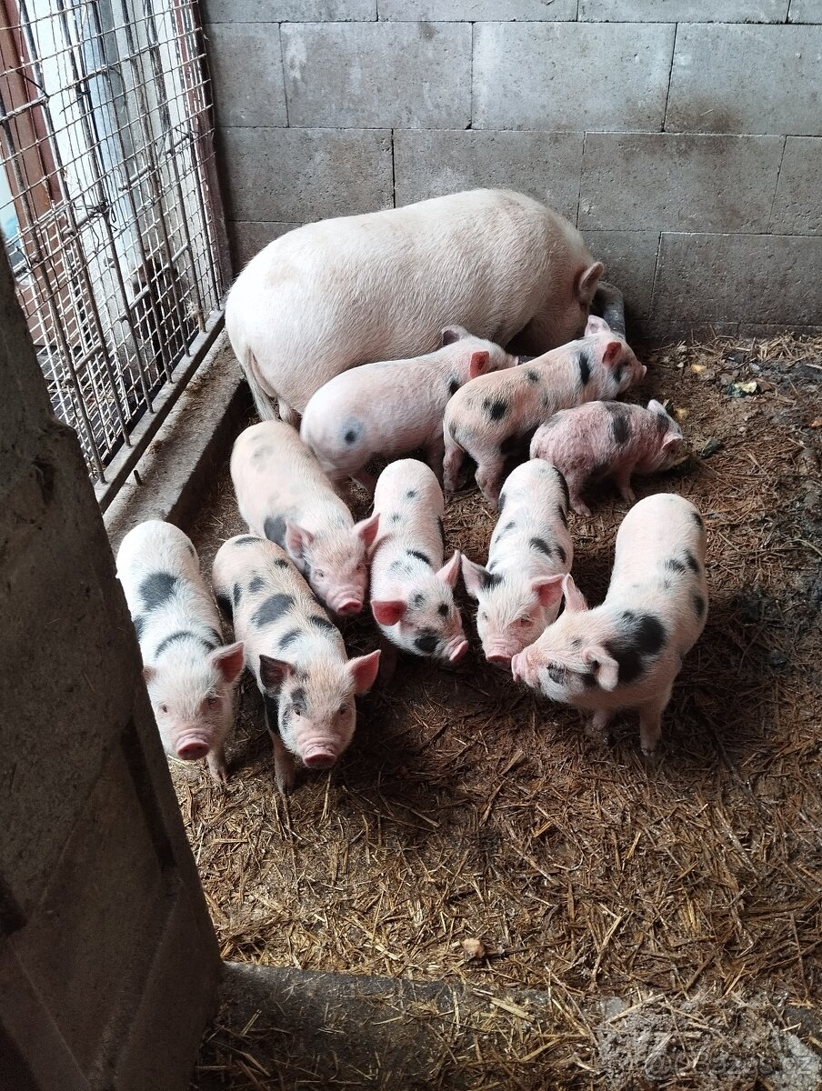 Sviňku - připuštěnou - 2