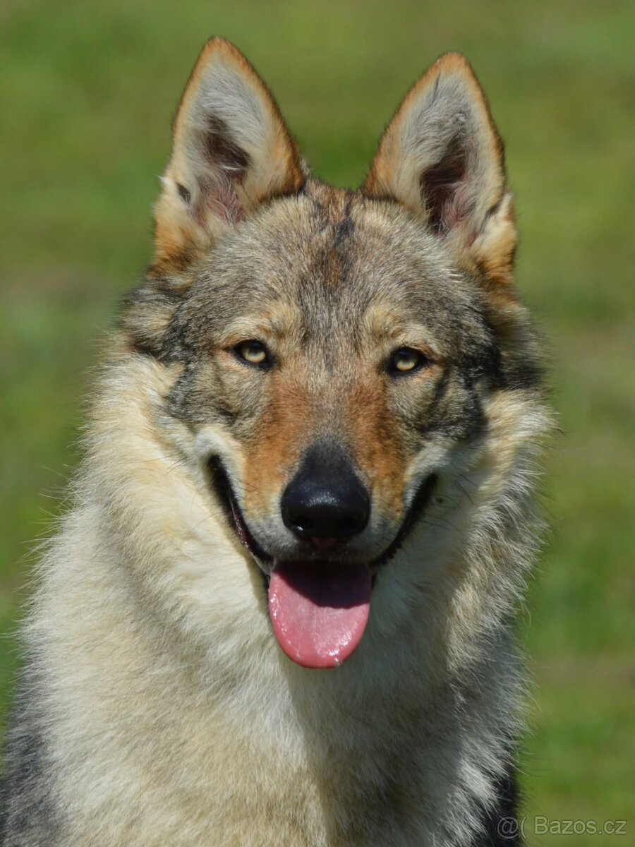 Československý vlčák s PP - 2