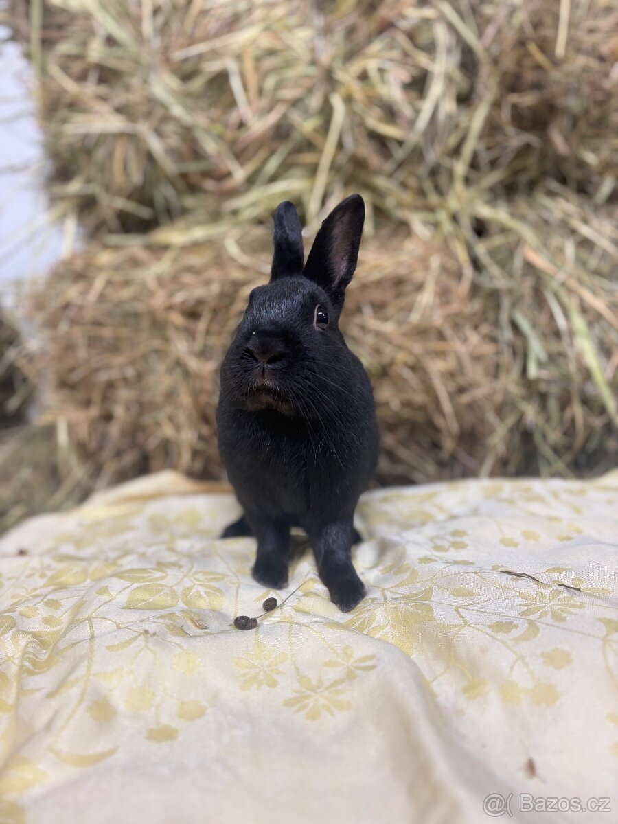 Zakrslý králík s pp - Jafar - 2