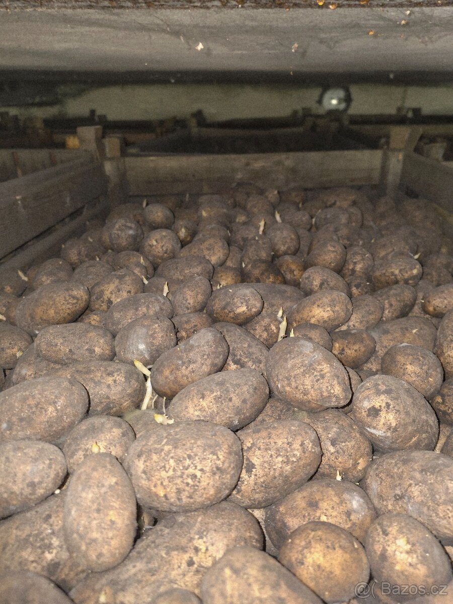 Krmné brambory - 2