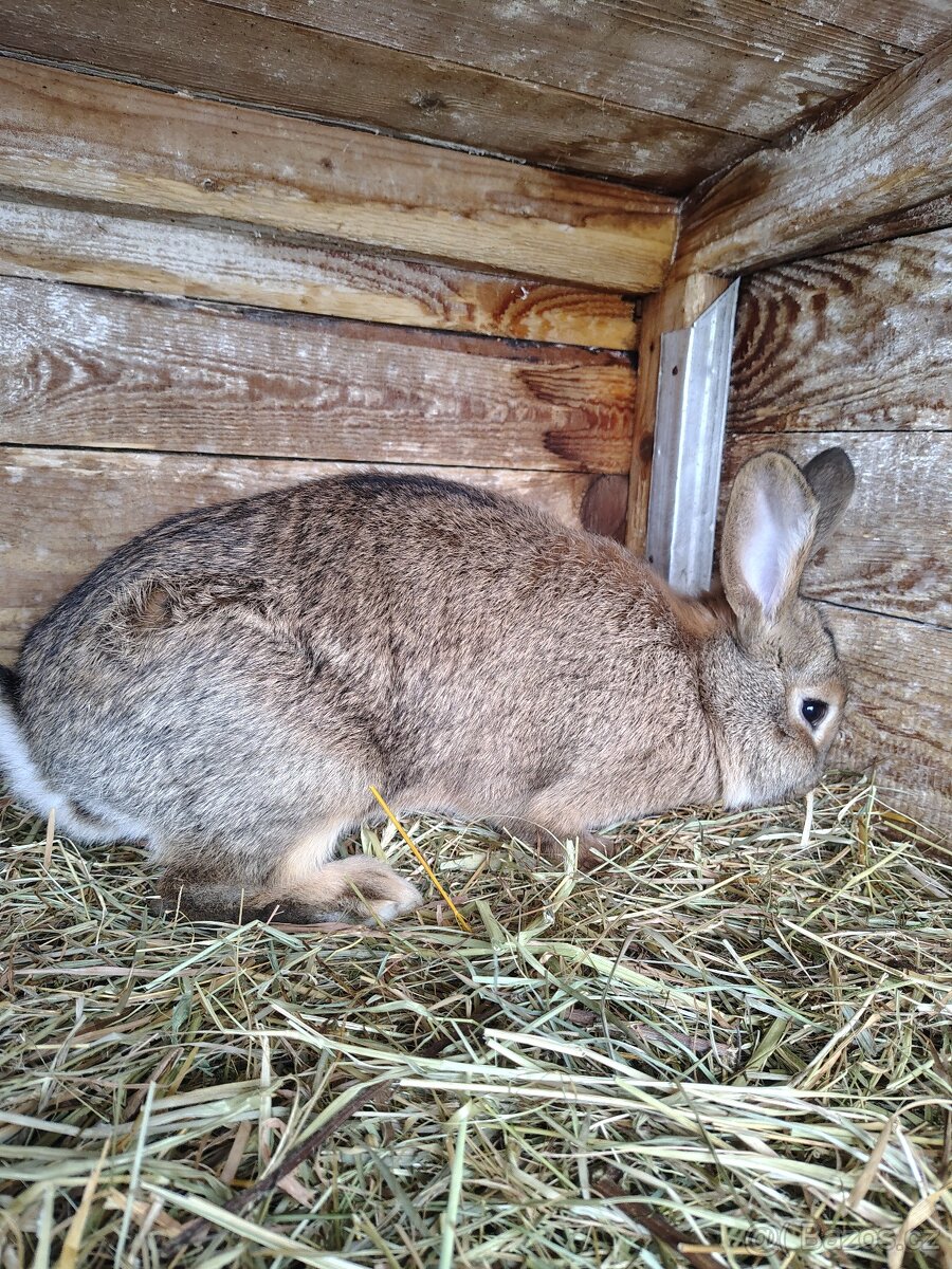 Králík - samice - 2