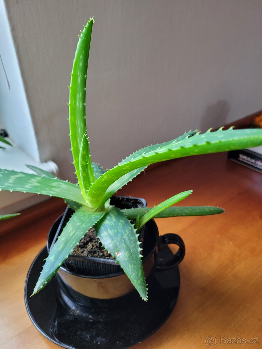 Pokojové květiny - 2