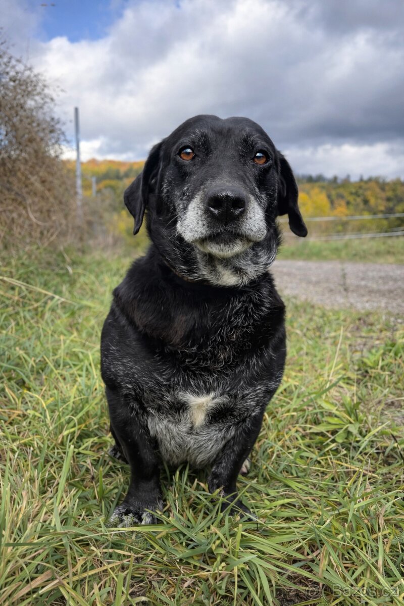 FANNY - psík 7 let - 2