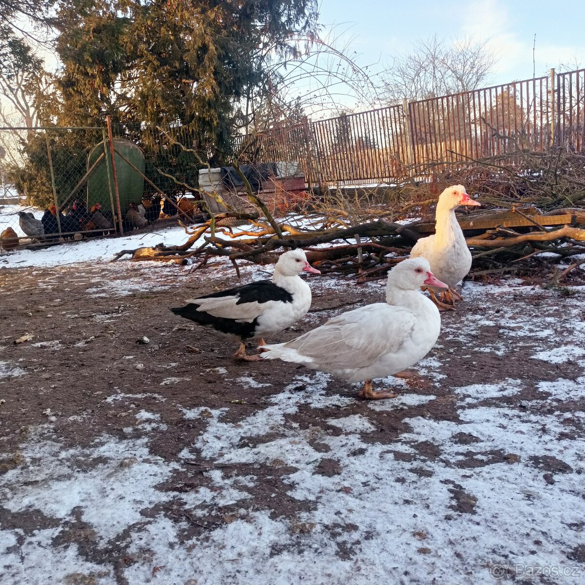 Kachna pižmová - 2