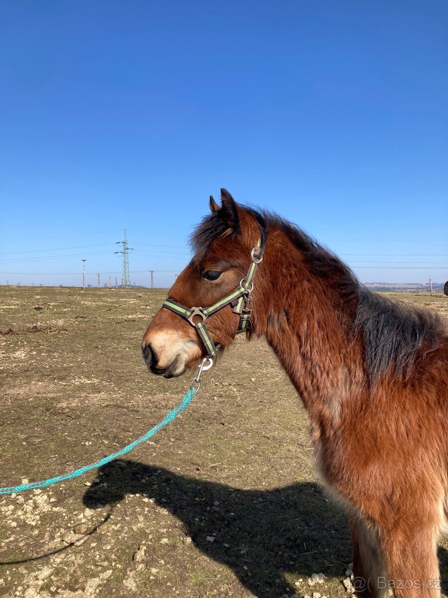 Welsh cob - LEVNĚ - 2