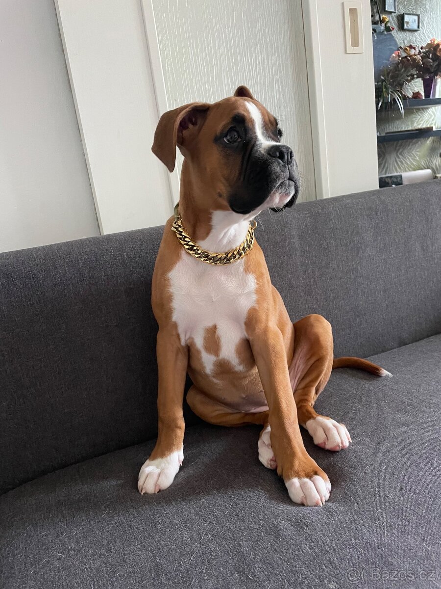 Boxer - 2