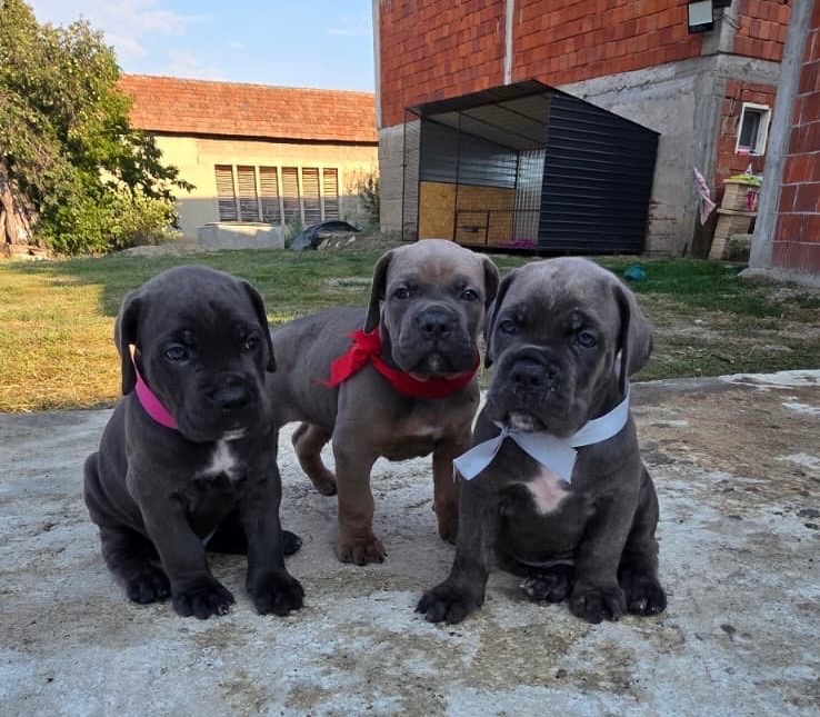 Cane Corso štěňátka s PP - 2