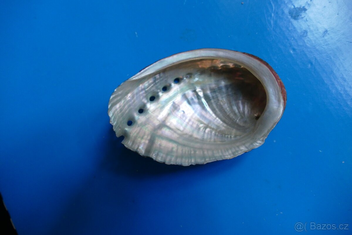 Haliotis tuberculata - 2