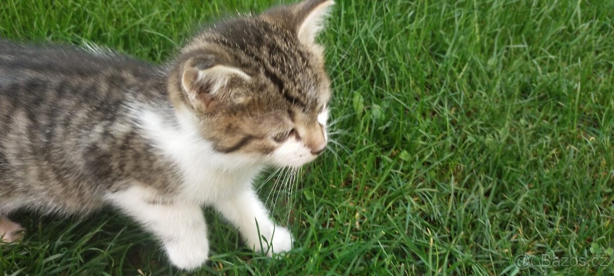 Koťátka - 2
