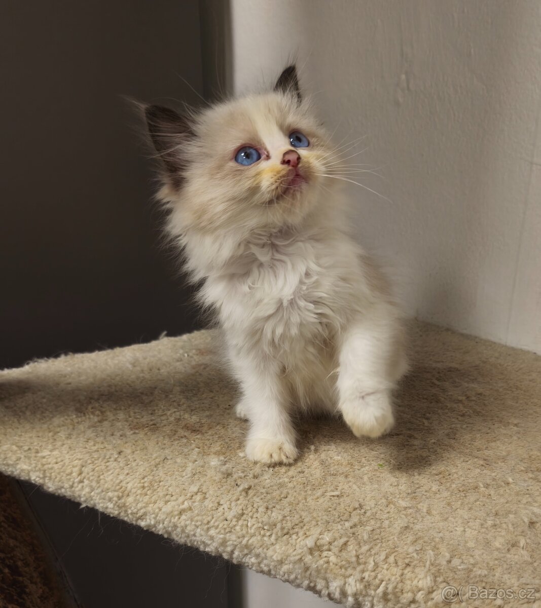 Ragdoll s průkazem původu - 2