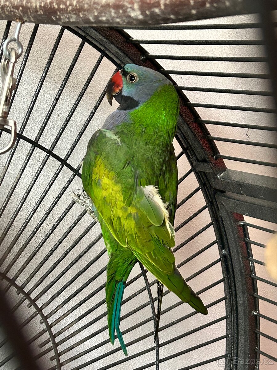 Alexandr Čínský - 2