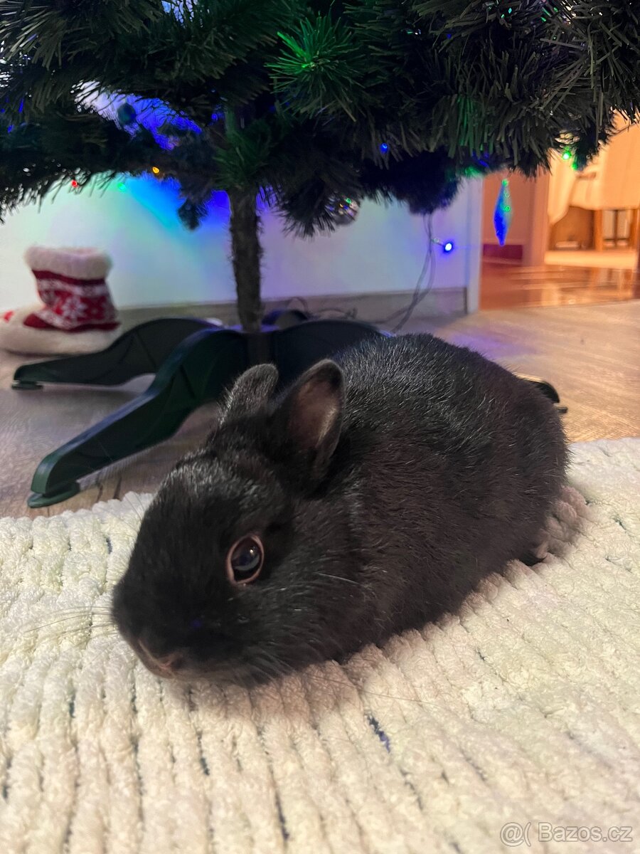 Zakrslý králík - 2