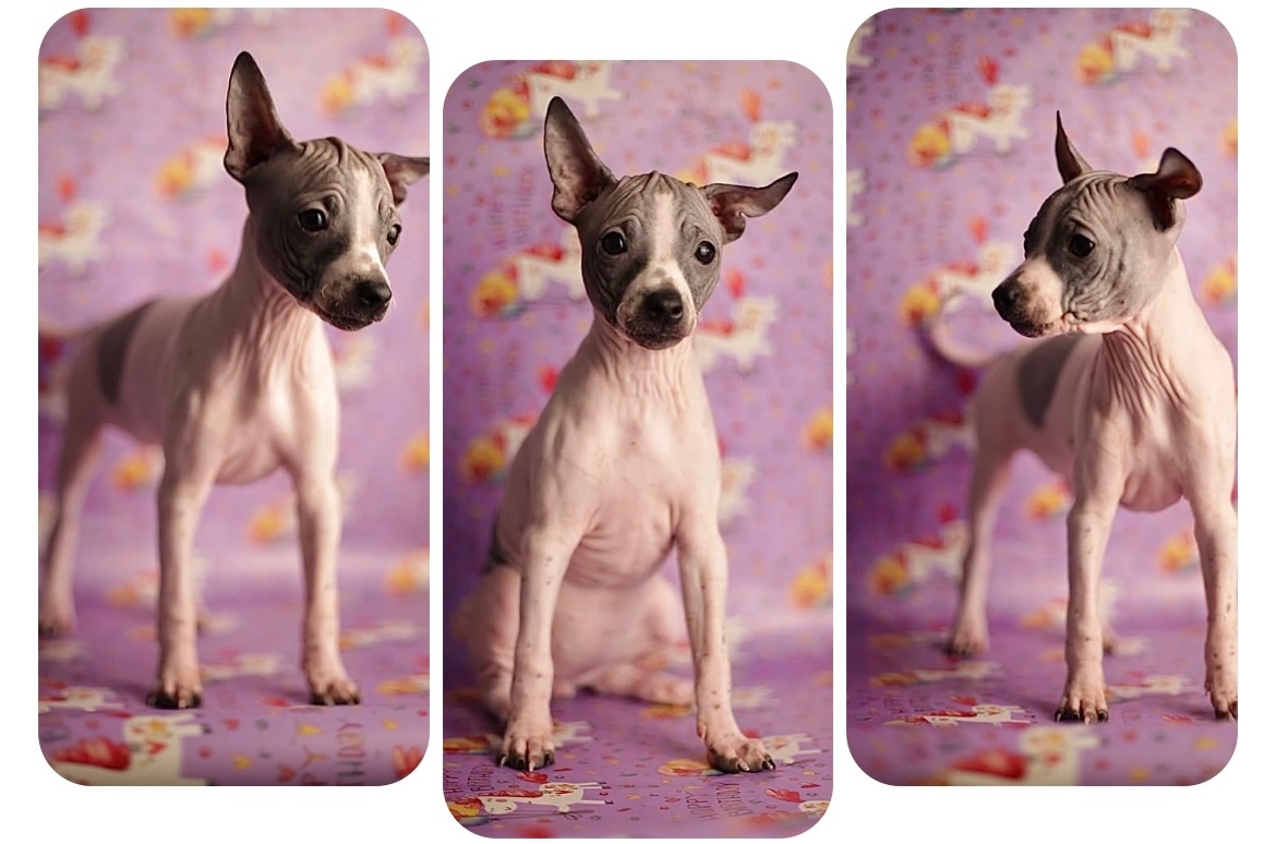 Americký bezsrstý teriér s PP FCI - 2