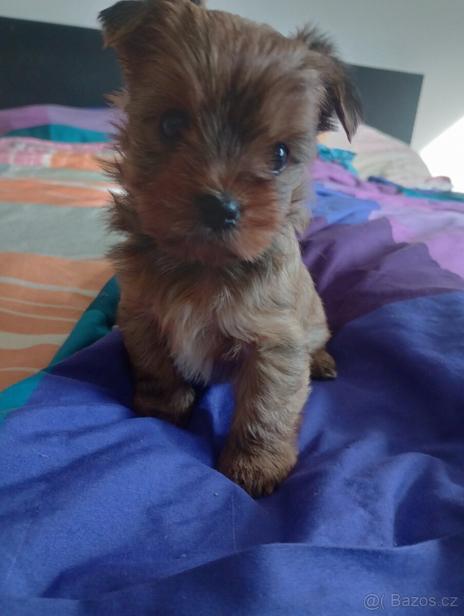 Jorkšírský teriér - 2