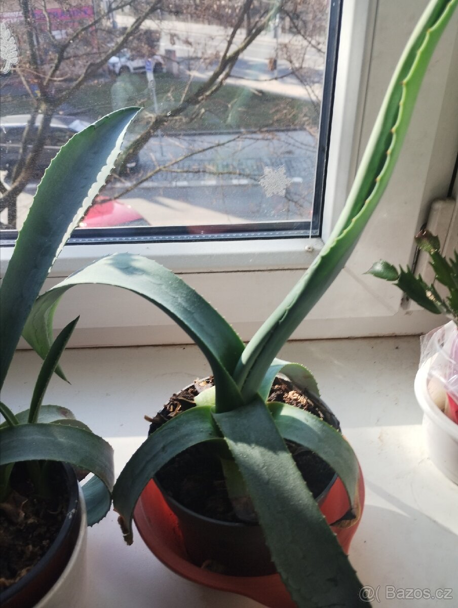 Aloe lékařská - 2