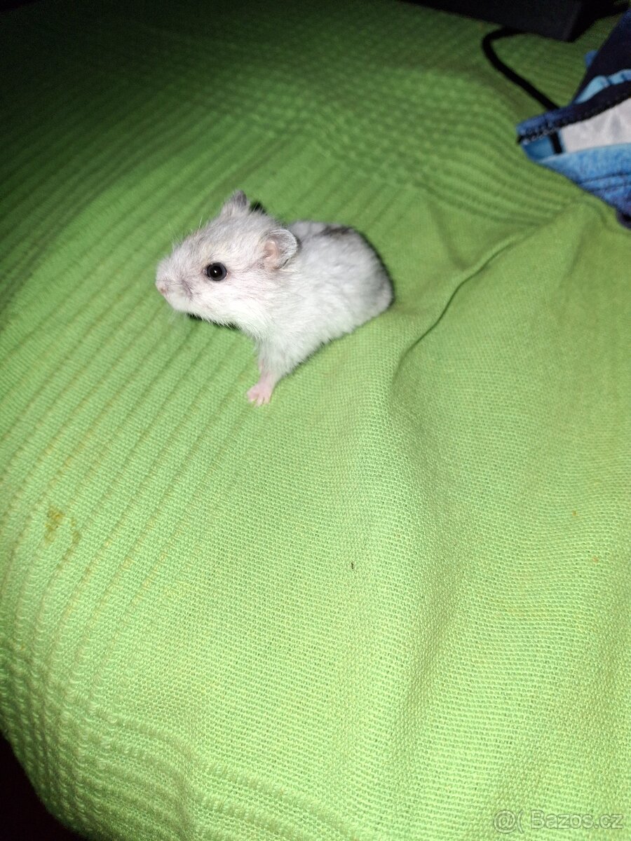 Křeček džungarsky - 2