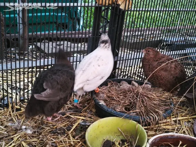 Kohoutci křepelky - 2